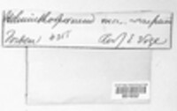 Bipolaris oryzae image